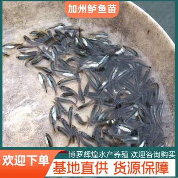 加州鲈鱼苗全程技术扶持跟踪服务养殖户直销品质保证