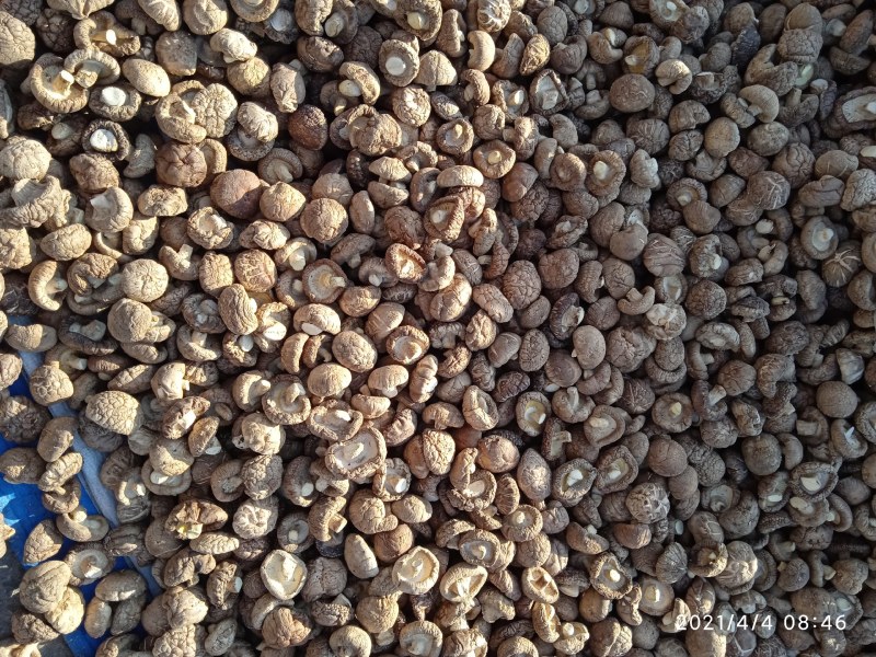 香菇干货小香菇规格2.5