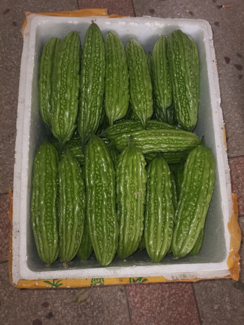 绿珍珠青珍珠苦瓜。。。。。