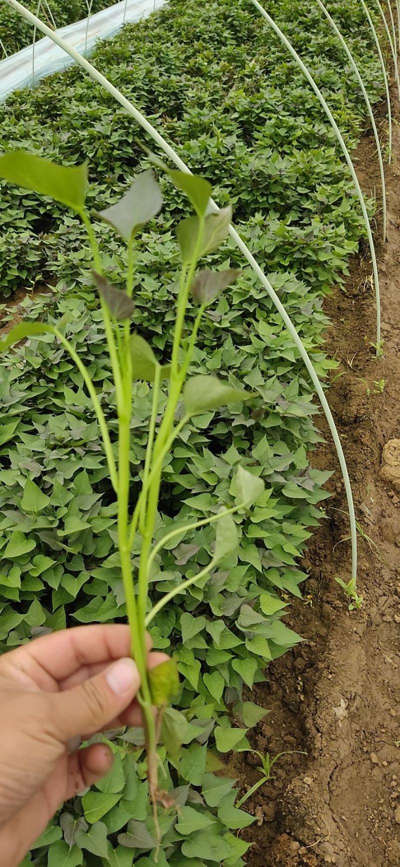 龙薯九号红薯苗龙薯苗生长周期短九十天成熟，俗称双季王