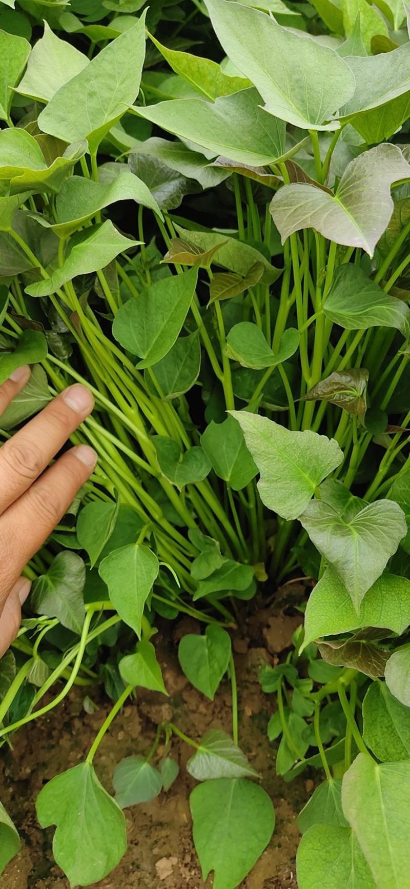 龙薯九号红薯苗龙薯苗生长周期短九十天成熟，俗称双季王
