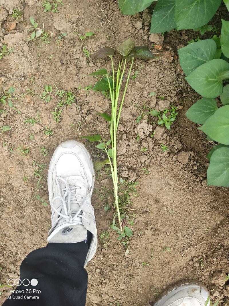 龙薯九号红薯苗龙薯苗生长周期短九十天成熟，俗称双季王