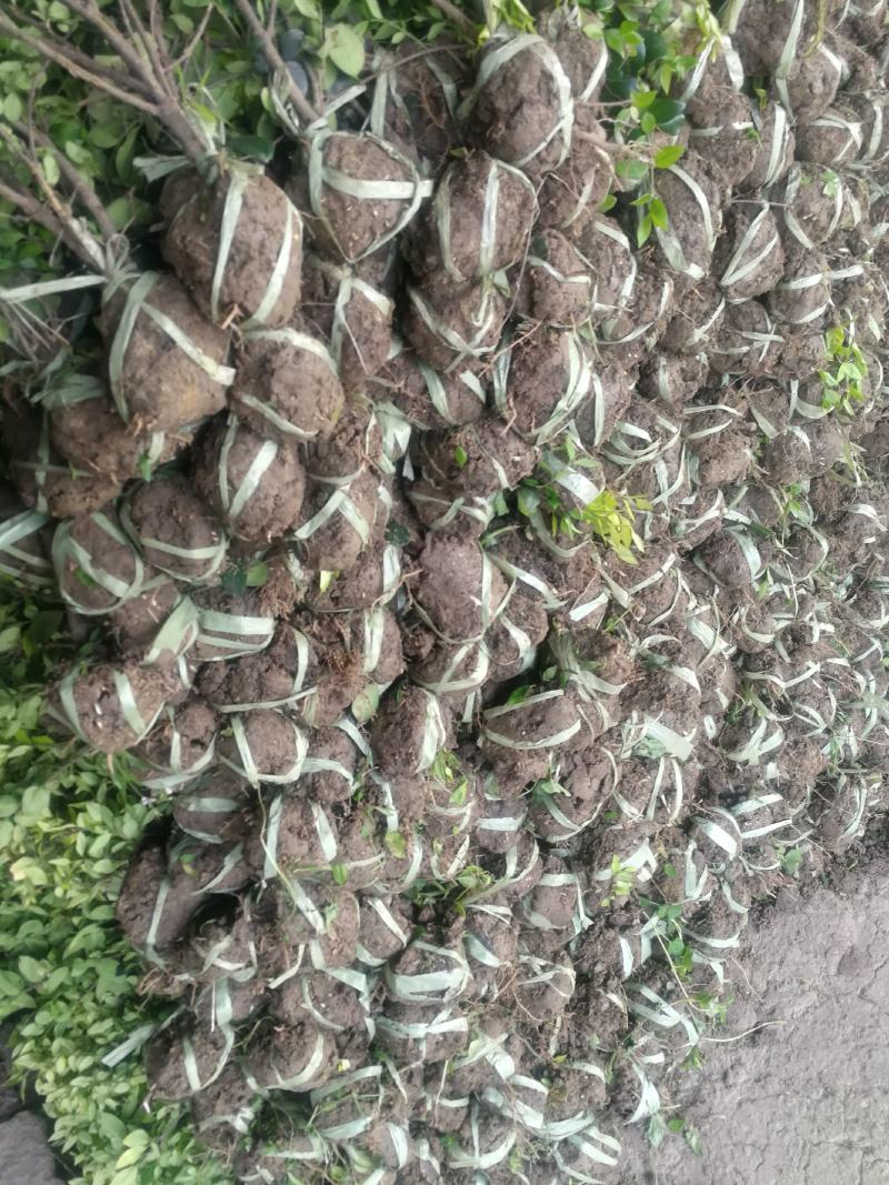 金森女贞女贞绿化工程基地直发货源充足