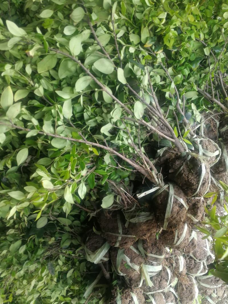 金森女贞女贞绿化工程基地直发货源充足