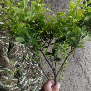 金森女贞女贞绿化工程基地直发货源充足