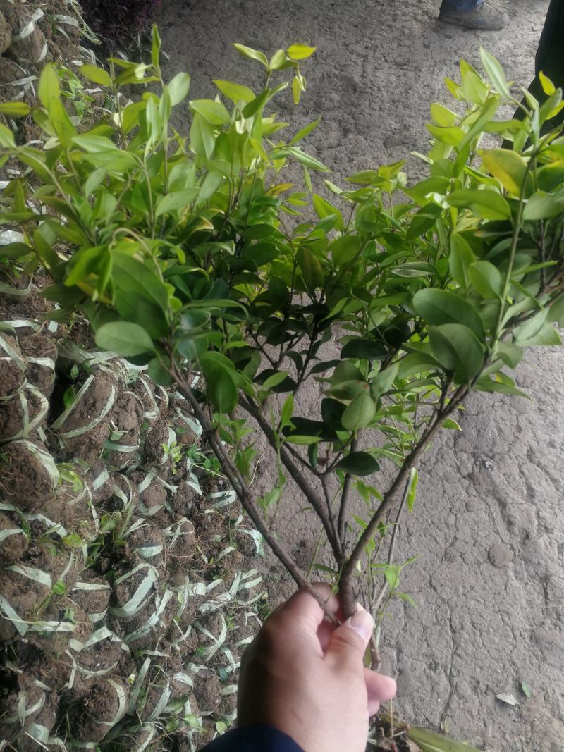 金森女贞女贞绿化工程基地直发货源充足