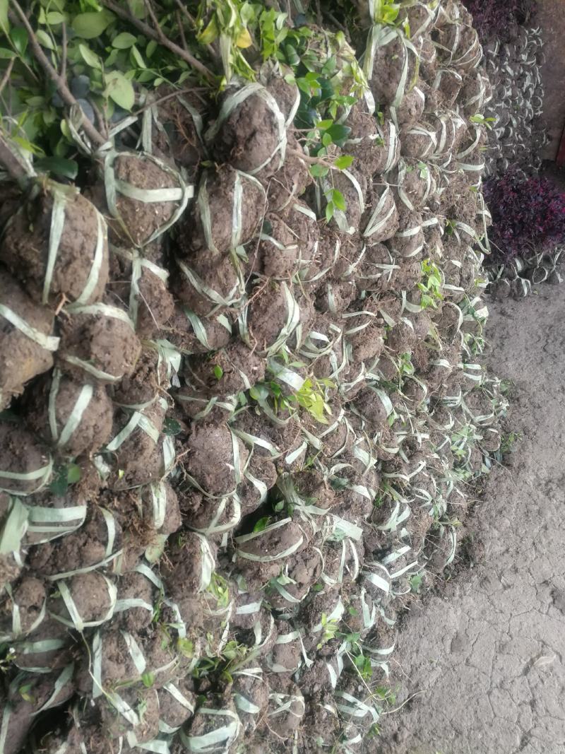 金森女贞女贞绿化工程基地直发货源充足