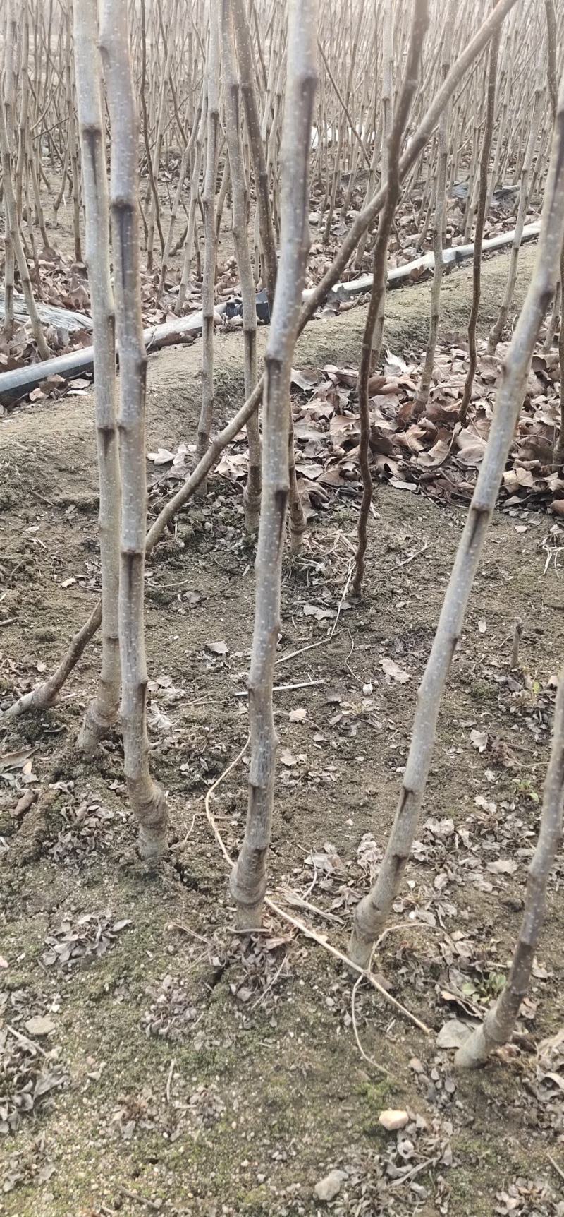 山楂苗，磨盘大山楂苗
