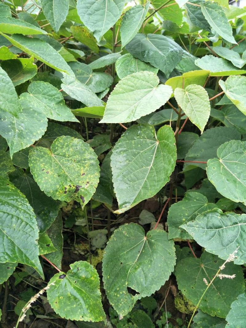 山桐子优质种苗山桐子基地直发，批发价，