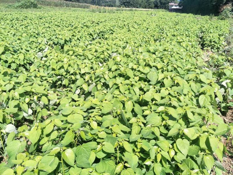 山桐子优质种苗山桐子基地直发，批发价，