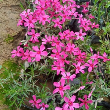芝樱丛生福禄考基地直供质优价廉