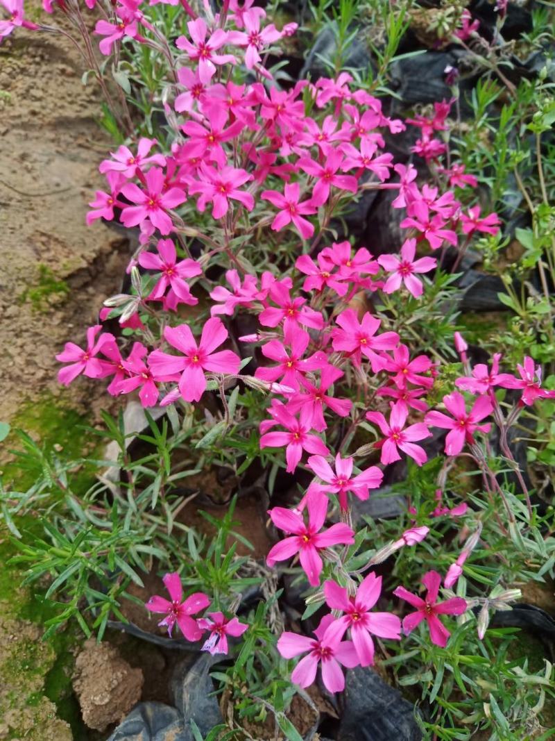 芝樱丛生福禄考基地直供质优价廉
