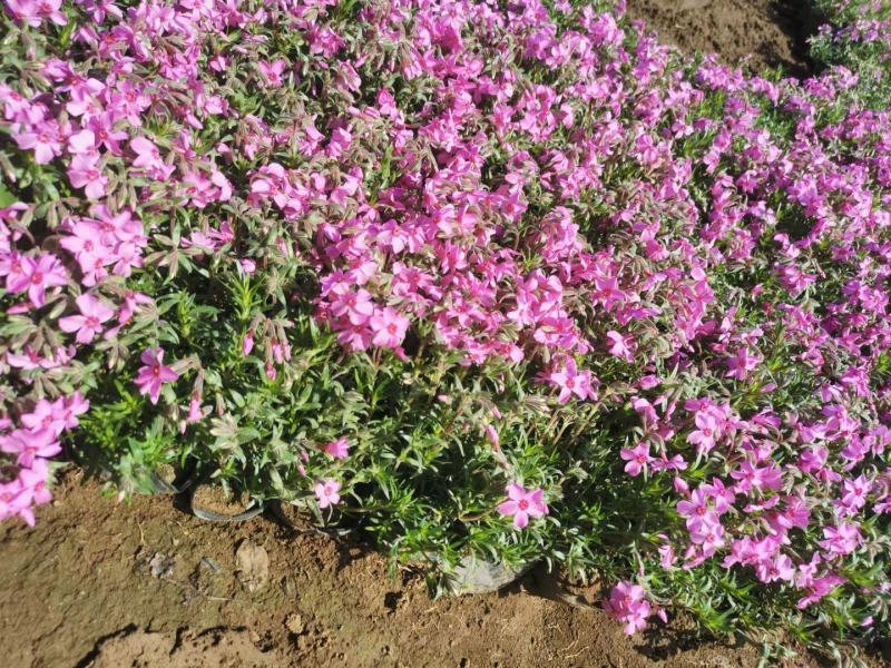 芝樱丛生福禄考基地直供质优价廉