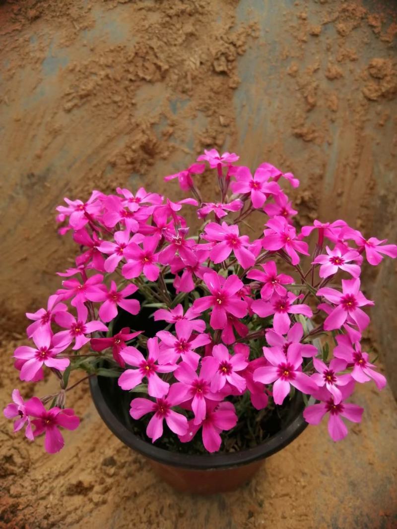 芝樱丛生福禄考基地直供质优价廉