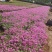 芝樱丛生福禄考基地直供质优价廉