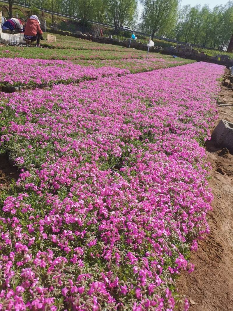 芝樱丛生福禄考基地直供质优价廉