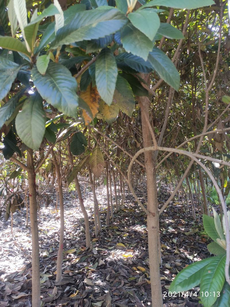 枇杷树地径8公分价格，江苏盐城大丰枇杷树价格