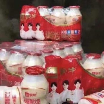 社区团购专用产品蒙牛go畅乳酸菌饮品100ml*20瓶简