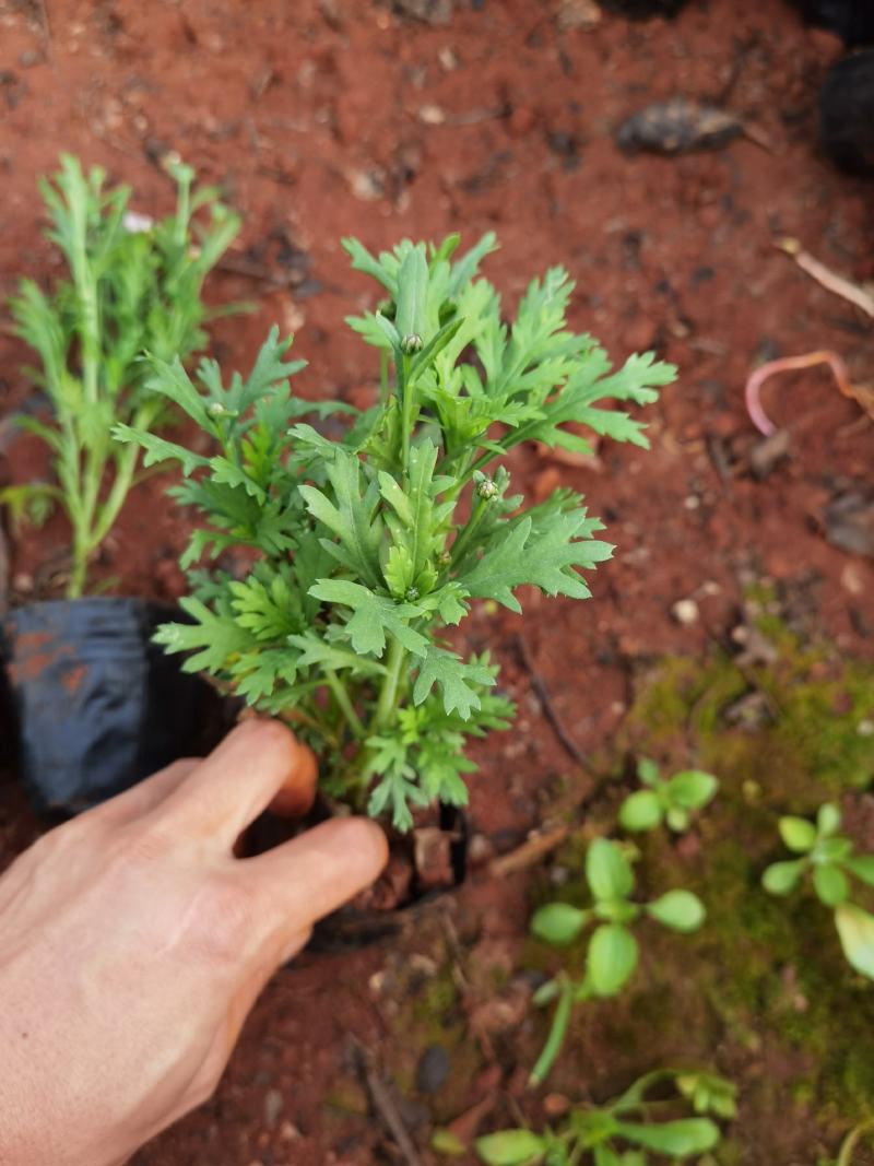 玛格丽特，玛格丽特杯苗，多花玛格丽特苗圃直销