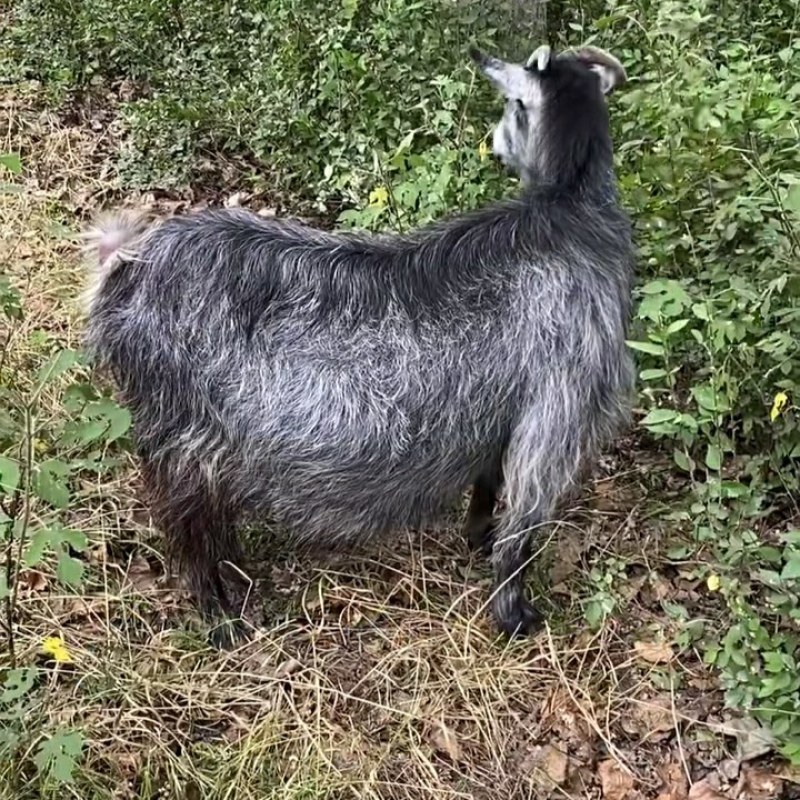 青山羊价格散养青山羊青山羊抗寒耐热青山羊羊苗