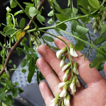 山野菜，槐花，洋槐花，接受预订