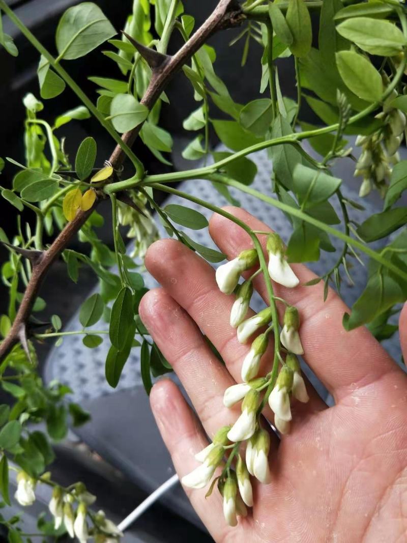 山野菜，槐花，洋槐花，接受预订
