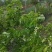 山野菜，槐花，洋槐花，接受预订