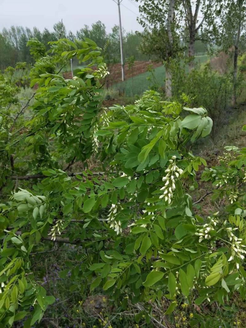 山野菜，槐花，洋槐花，接受预订
