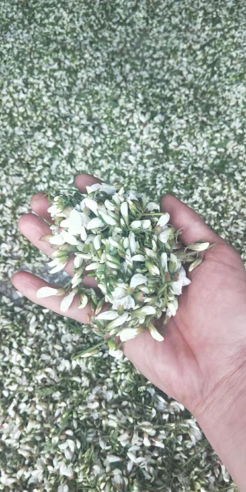 山野菜，槐花，洋槐花，接受预订