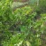 山野菜，槐花，洋槐花，接受预订