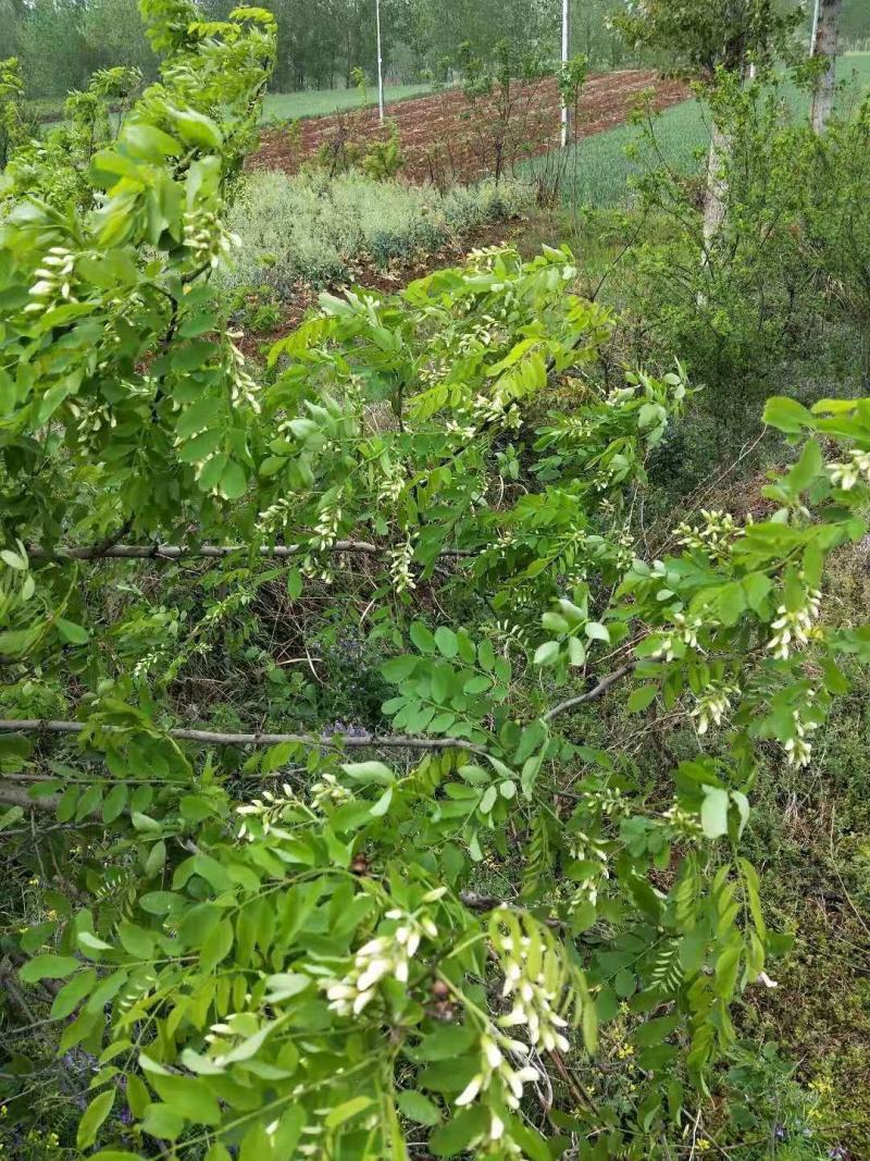 山野菜，槐花，洋槐花，接受预订
