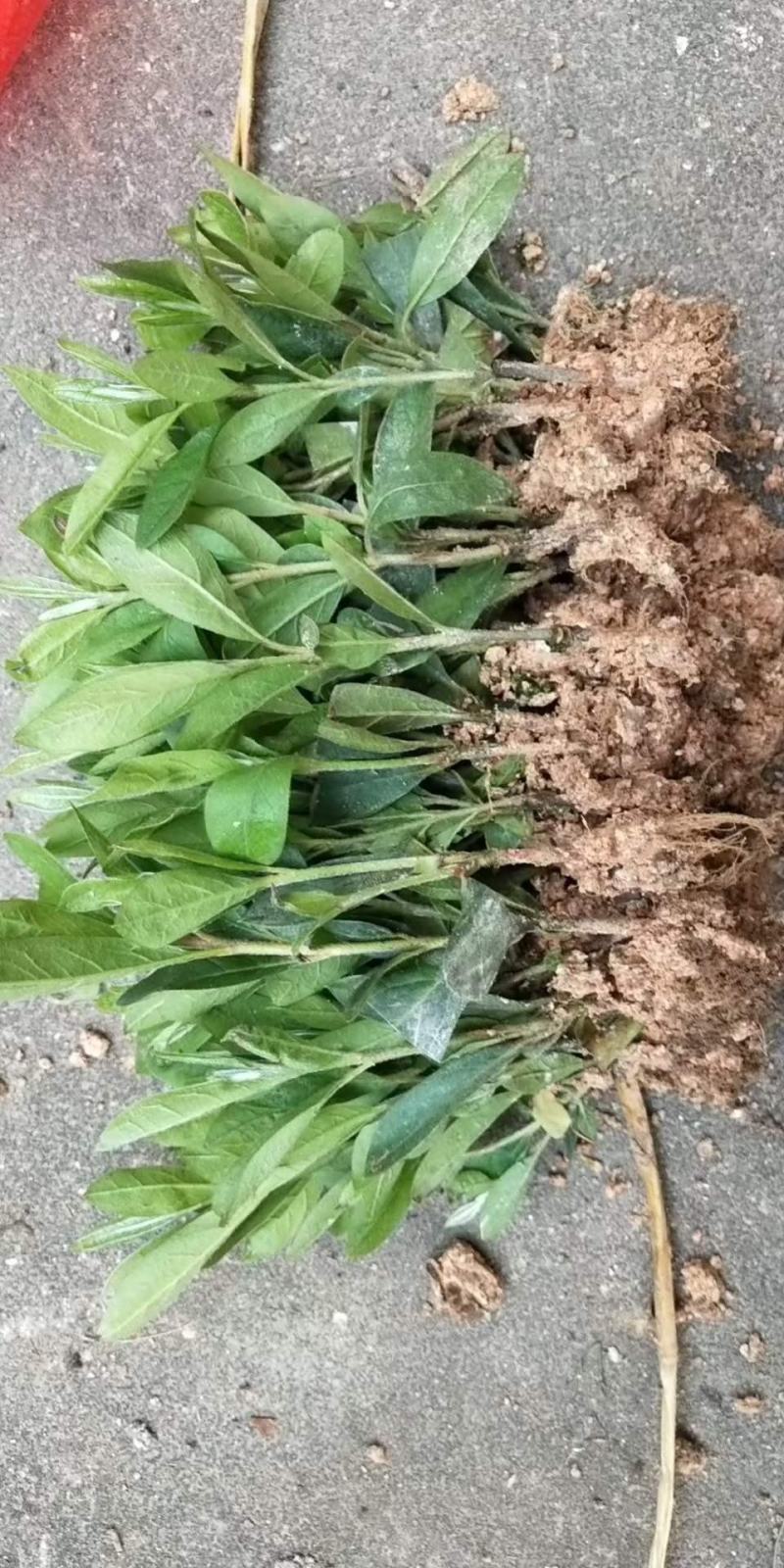 毛杜鹃地苗小苗基地直销