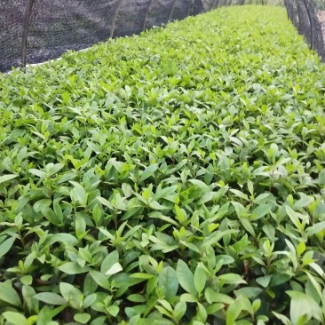 毛杜鹃地苗小苗基地直销