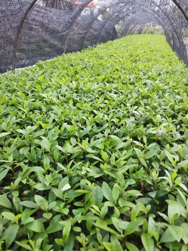 毛杜鹃地苗小苗基地直销
