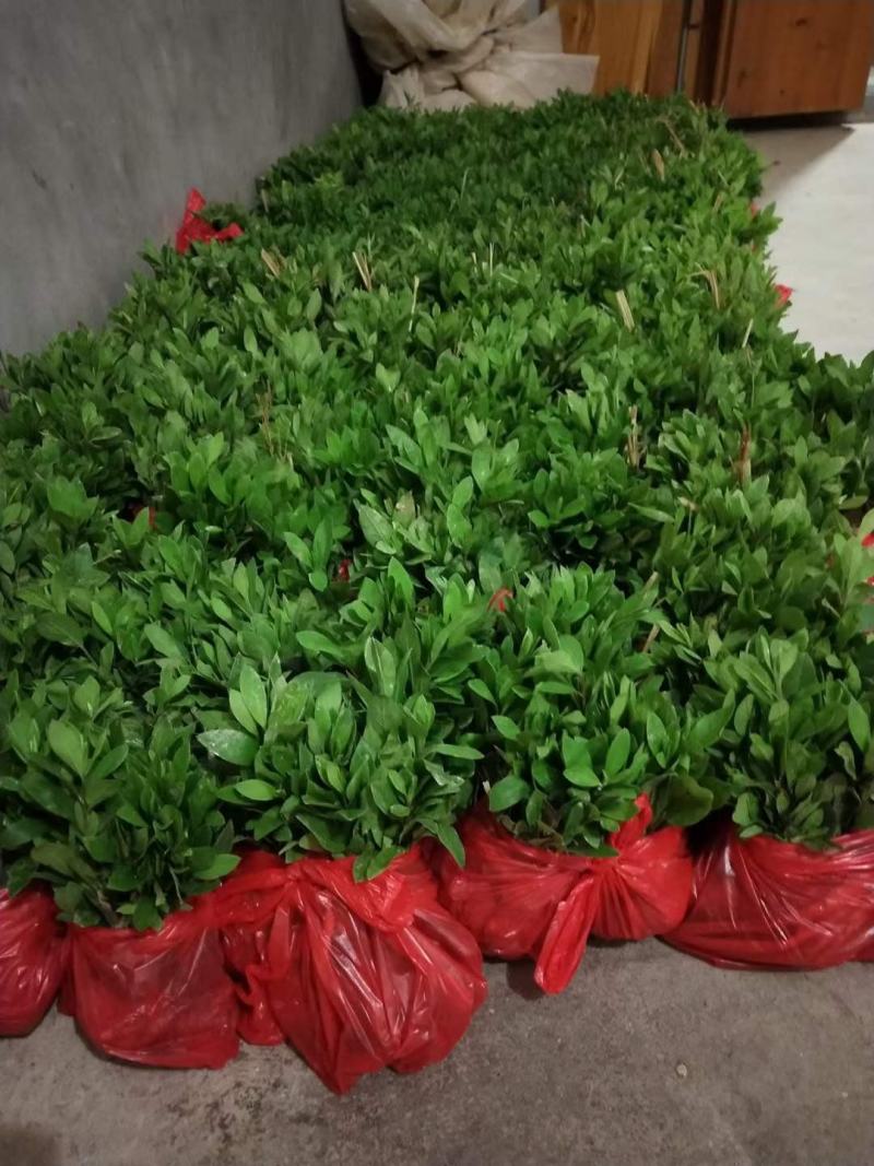 毛杜鹃地苗小苗基地直销