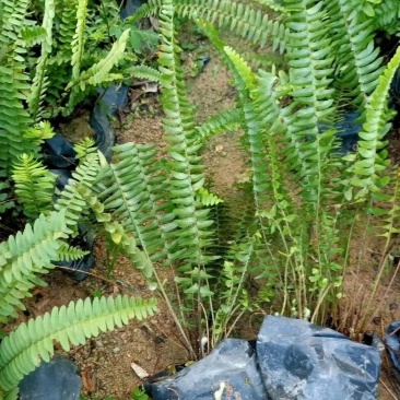 肾蕨排骨草七斤袋基地直销