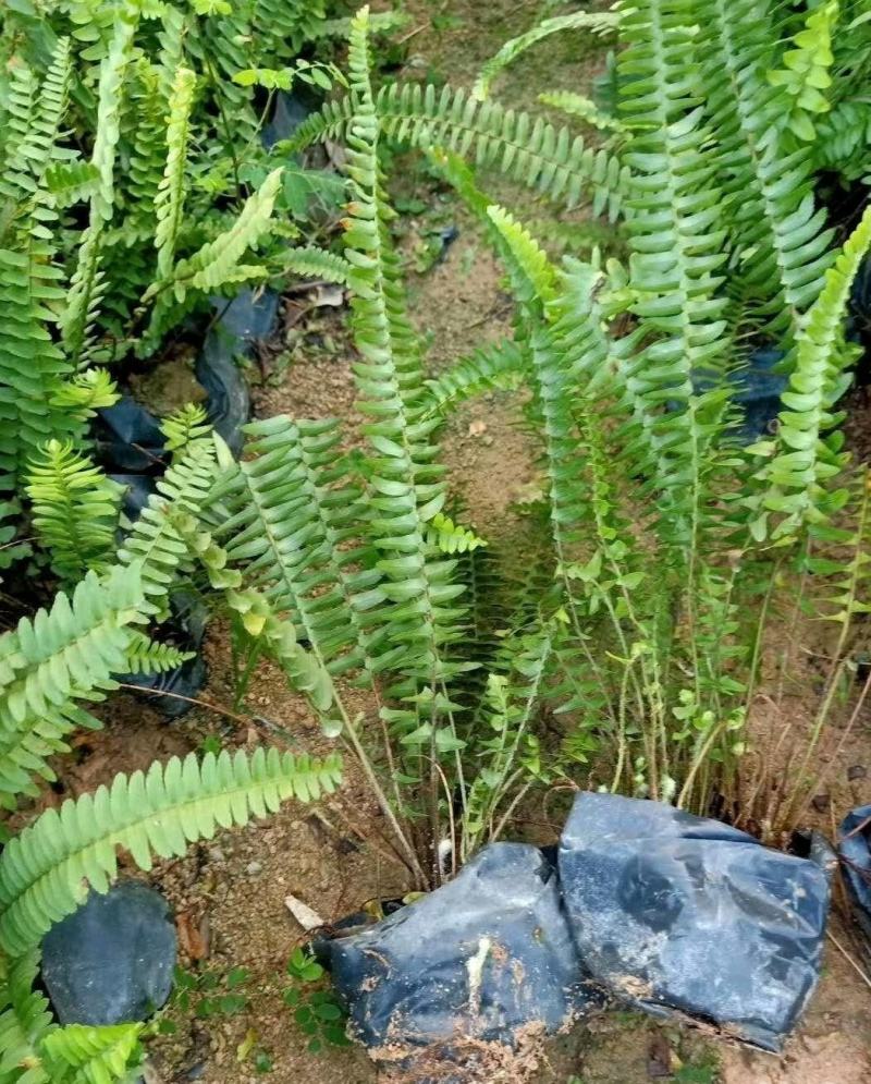肾蕨排骨草七斤袋基地直销