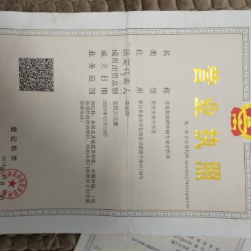 大量批发大红，粉红西红柿
