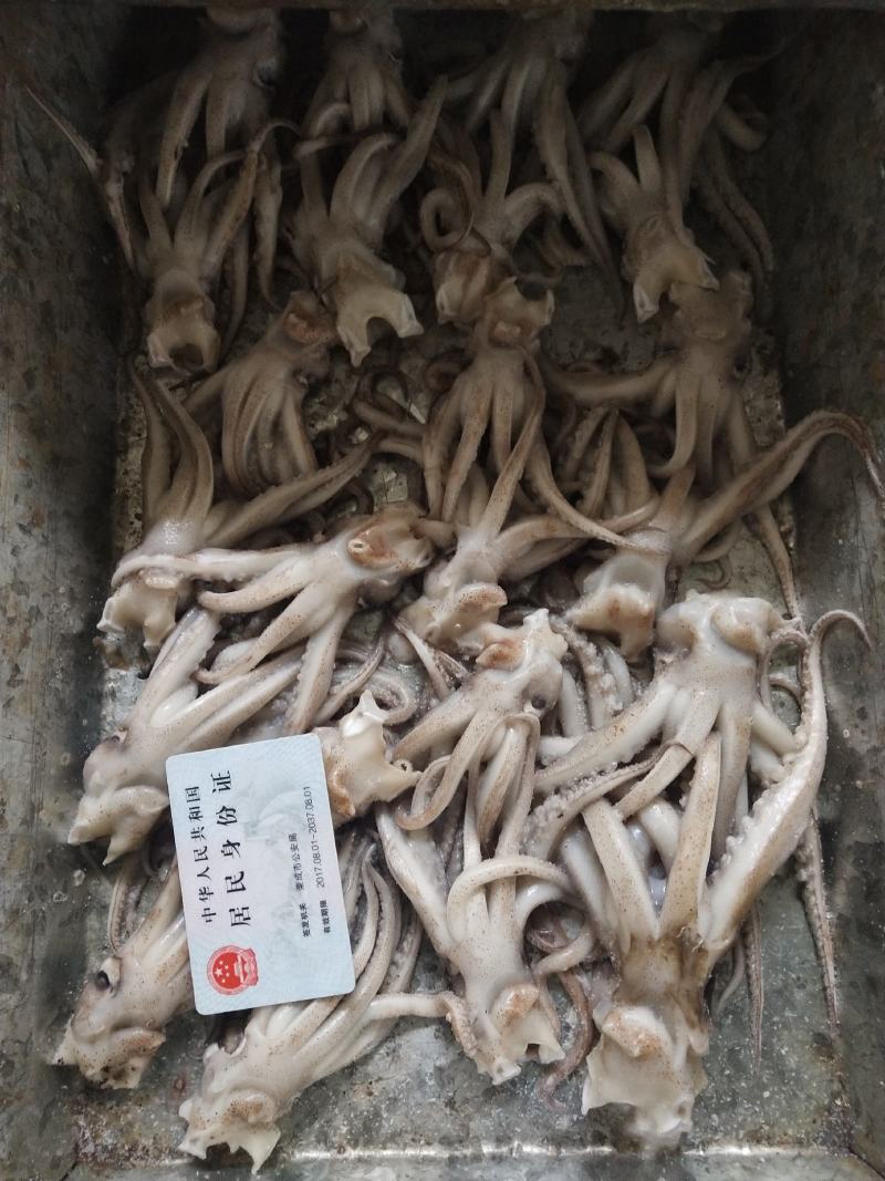 鱿鱼产品，价格低，可贴牌