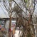 常年销售紫藤爬山虎凌霄供应