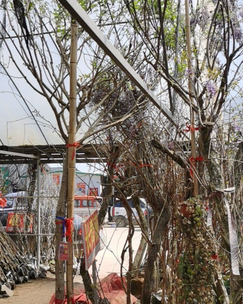 常年销售紫藤爬山虎凌霄供应