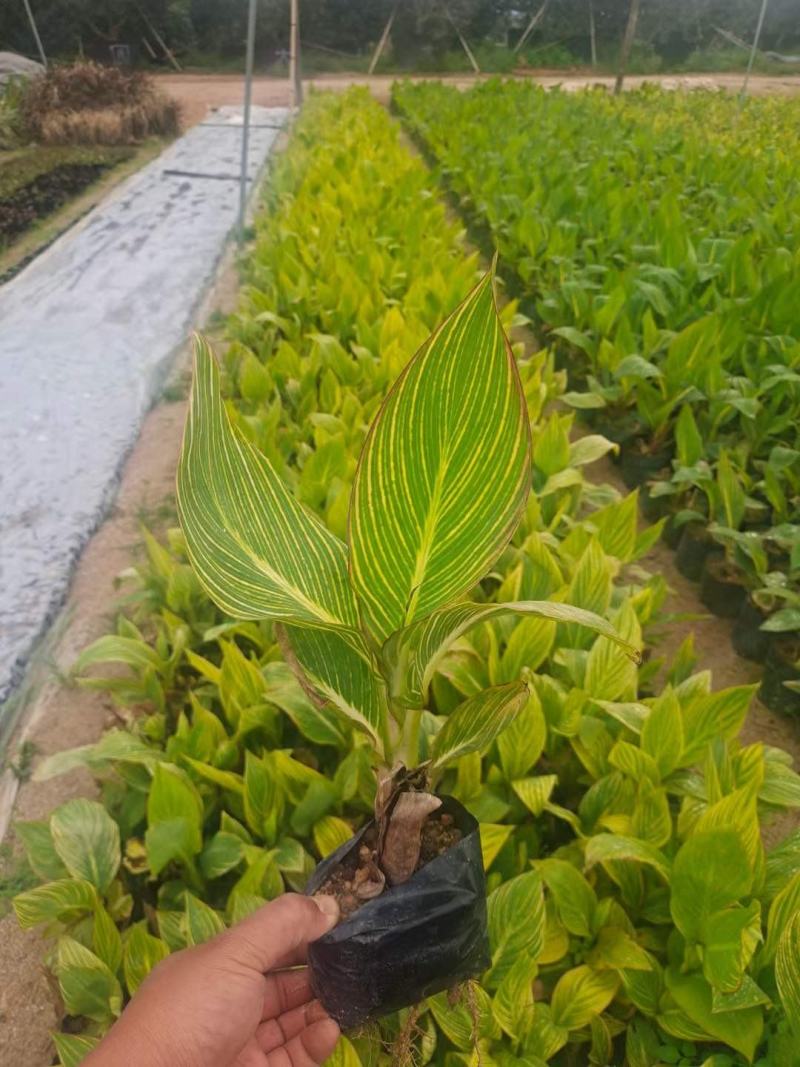 花叶美人蕉金脉美人蕉五斤袋七斤袋基地直销