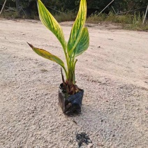 花叶美人蕉金脉美人蕉五斤袋七斤袋基地直销