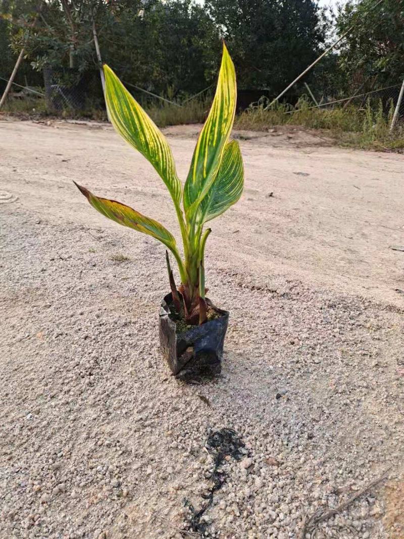 花叶美人蕉金脉美人蕉五斤袋七斤袋基地直销