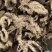 升麻东北货水洗新货无硫地道药材1000g起批