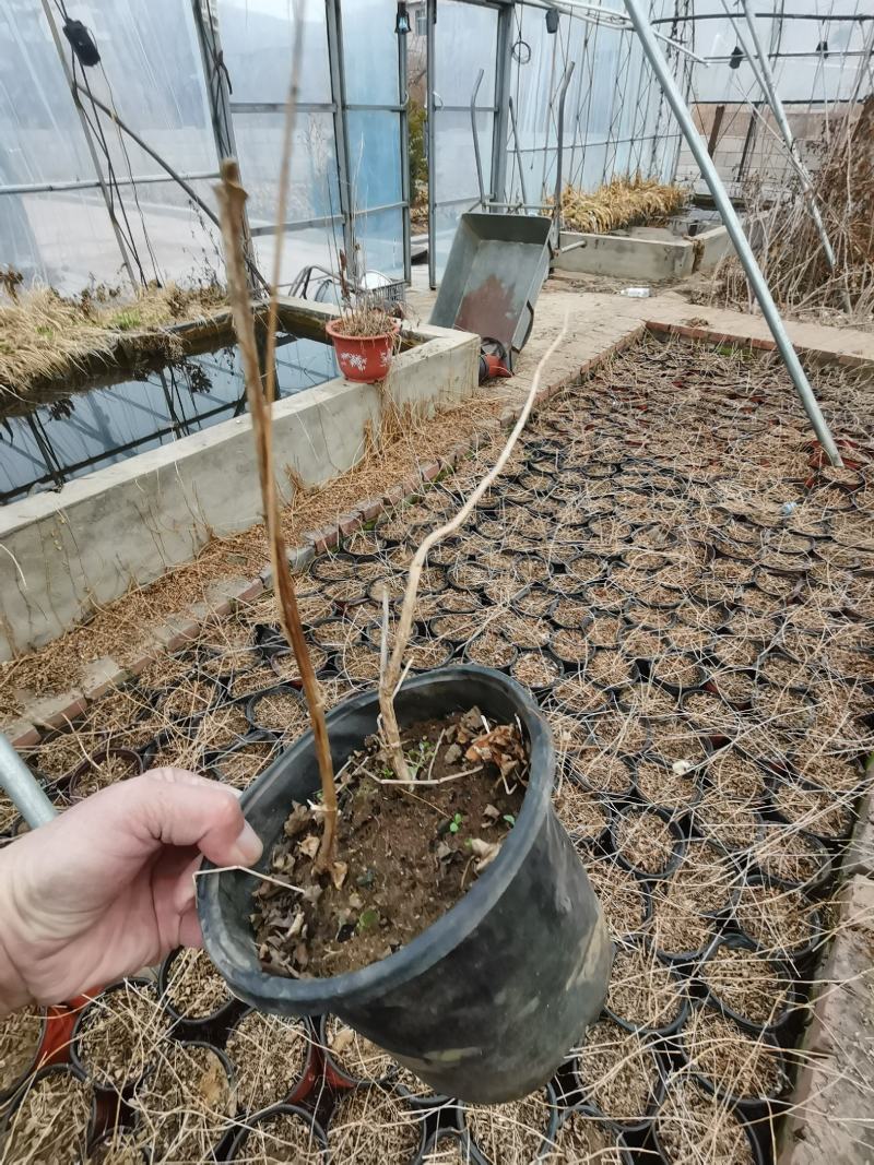东北耐寒！凌霄花！零下三十八度冻不坏