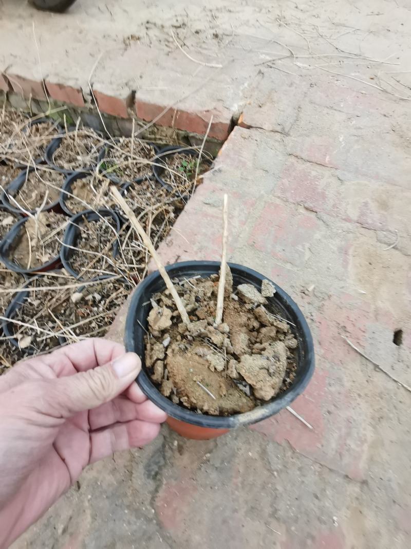 东北耐寒！凌霄花！零下三十八度冻不坏