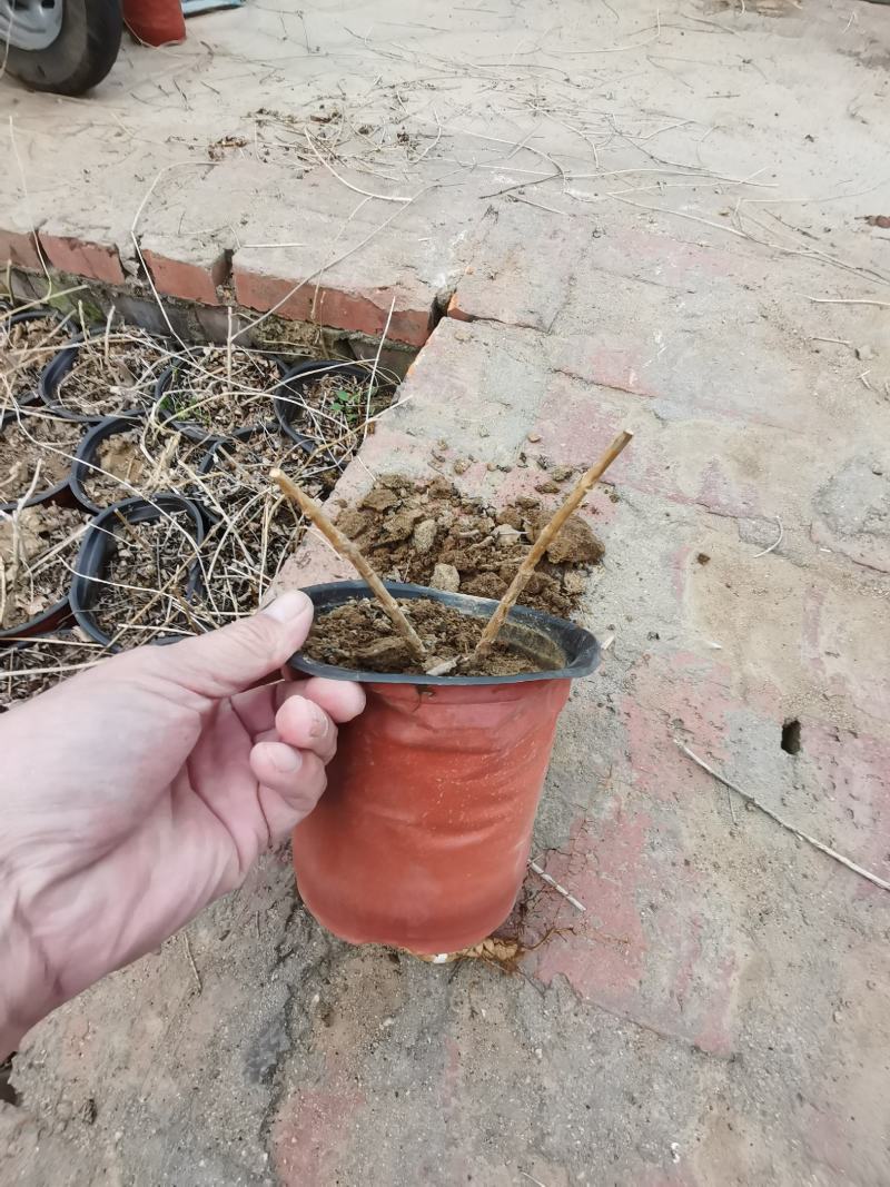 东北耐寒！凌霄花！零下三十八度冻不坏
