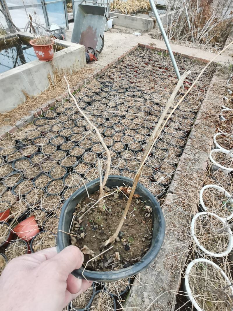 东北耐寒！凌霄花！零下三十八度冻不坏