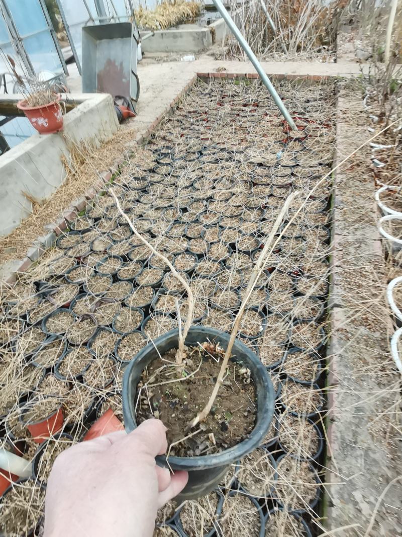 东北耐寒！凌霄花！零下三十八度冻不坏